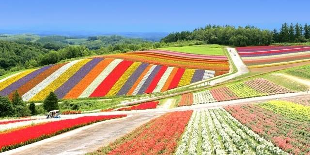 北海道富良野の花畑イメージ画像