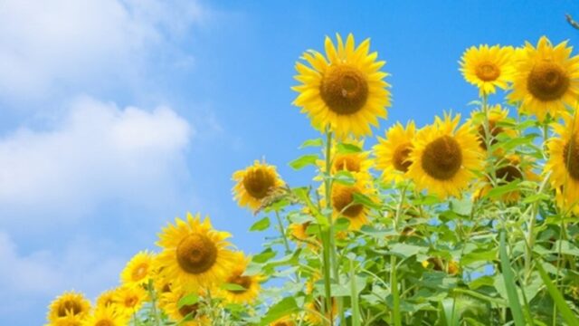 夏のおすすめキャンペーン